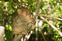 Philippine Tarsier